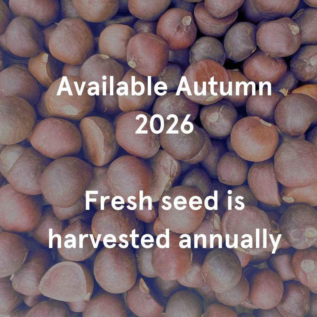 Tea Seeds | Organic Camellia sinensis Seeds