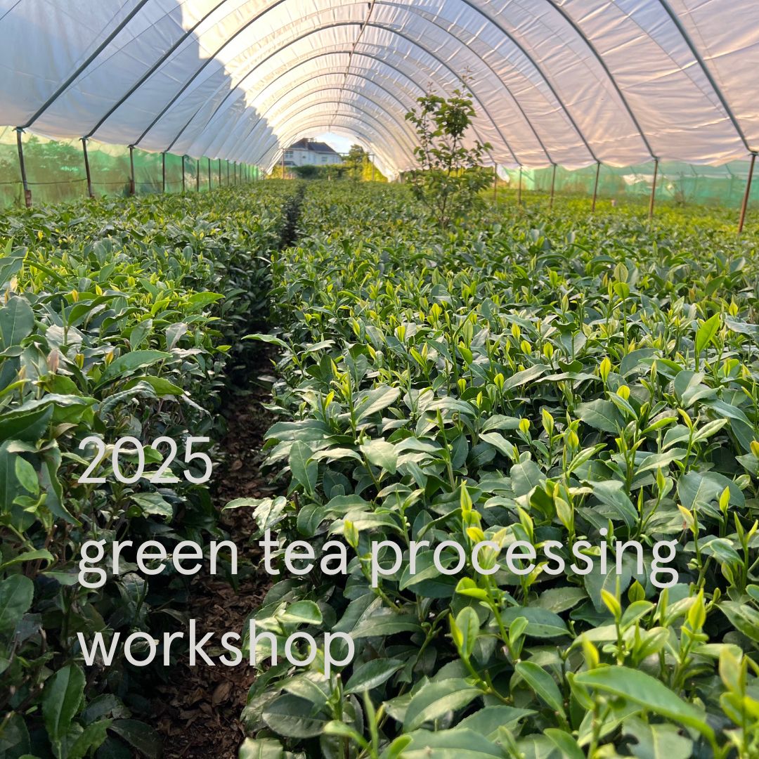 Green Tea Picking & Processing Workshop
