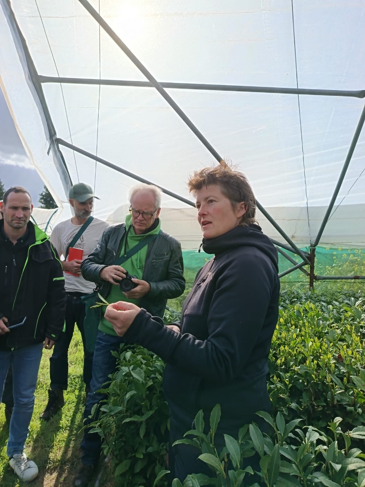 Tea Tour & Tasting