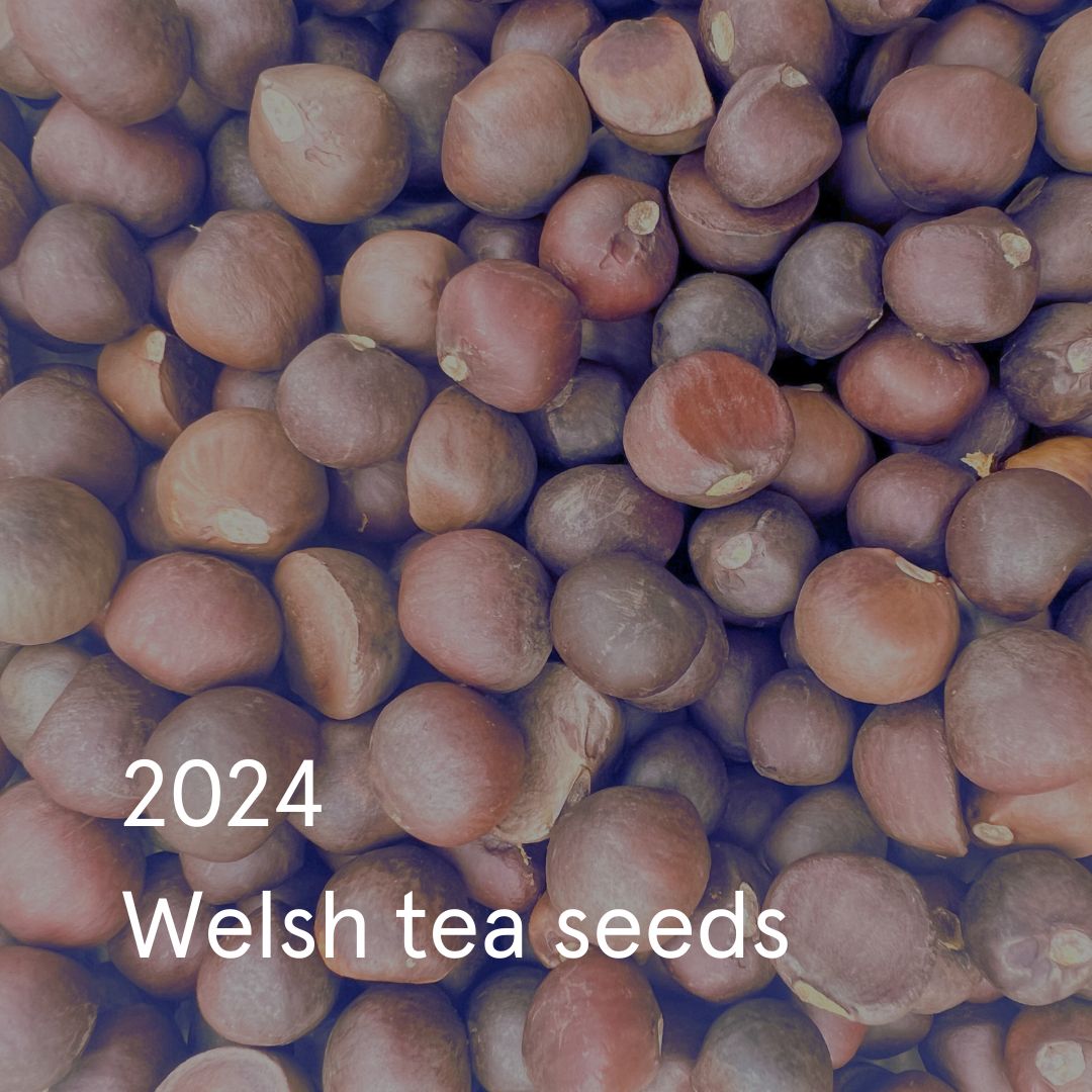 Organic Welsh Tea Seeds 2024