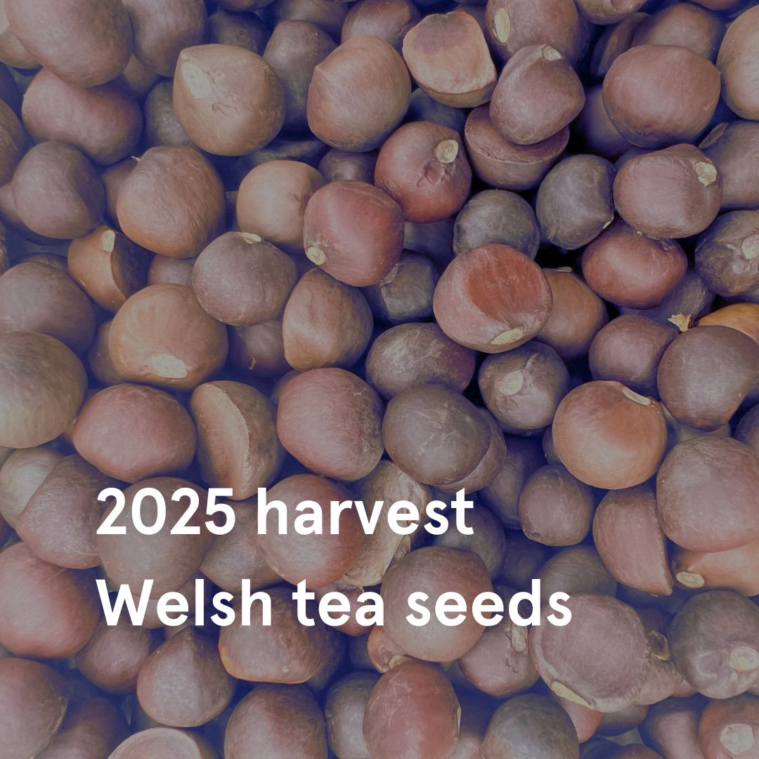 Organic Welsh Tea Seeds 2025