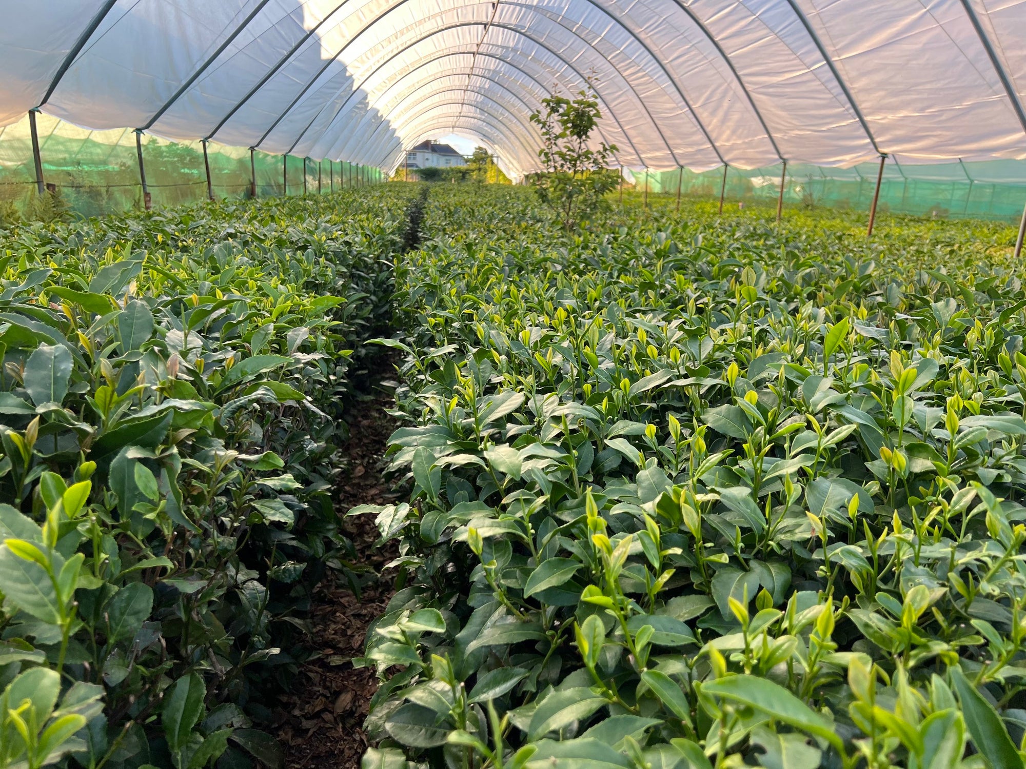 Tea Tour & Tasting