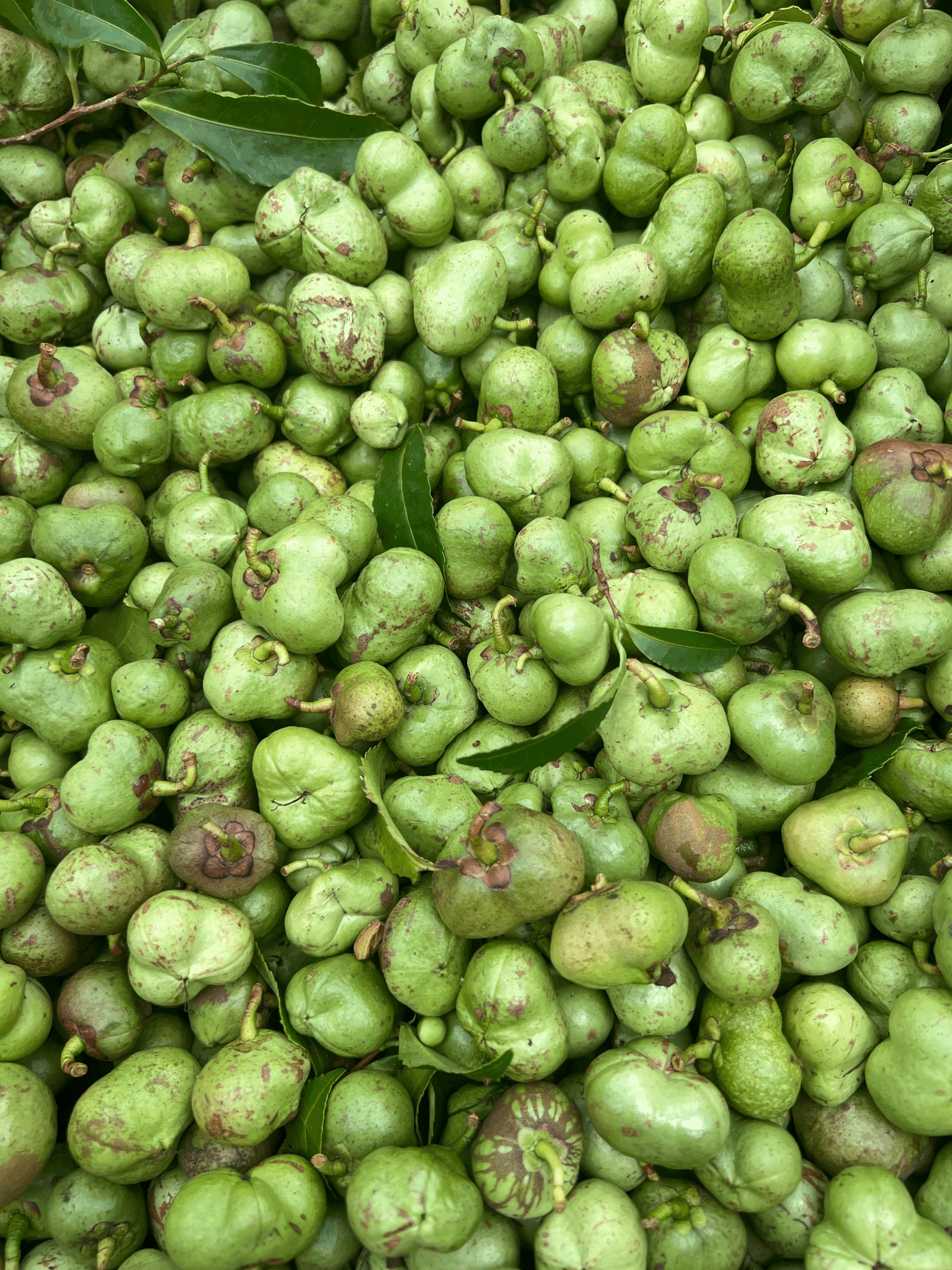 Organic Welsh Tea Seeds 2024