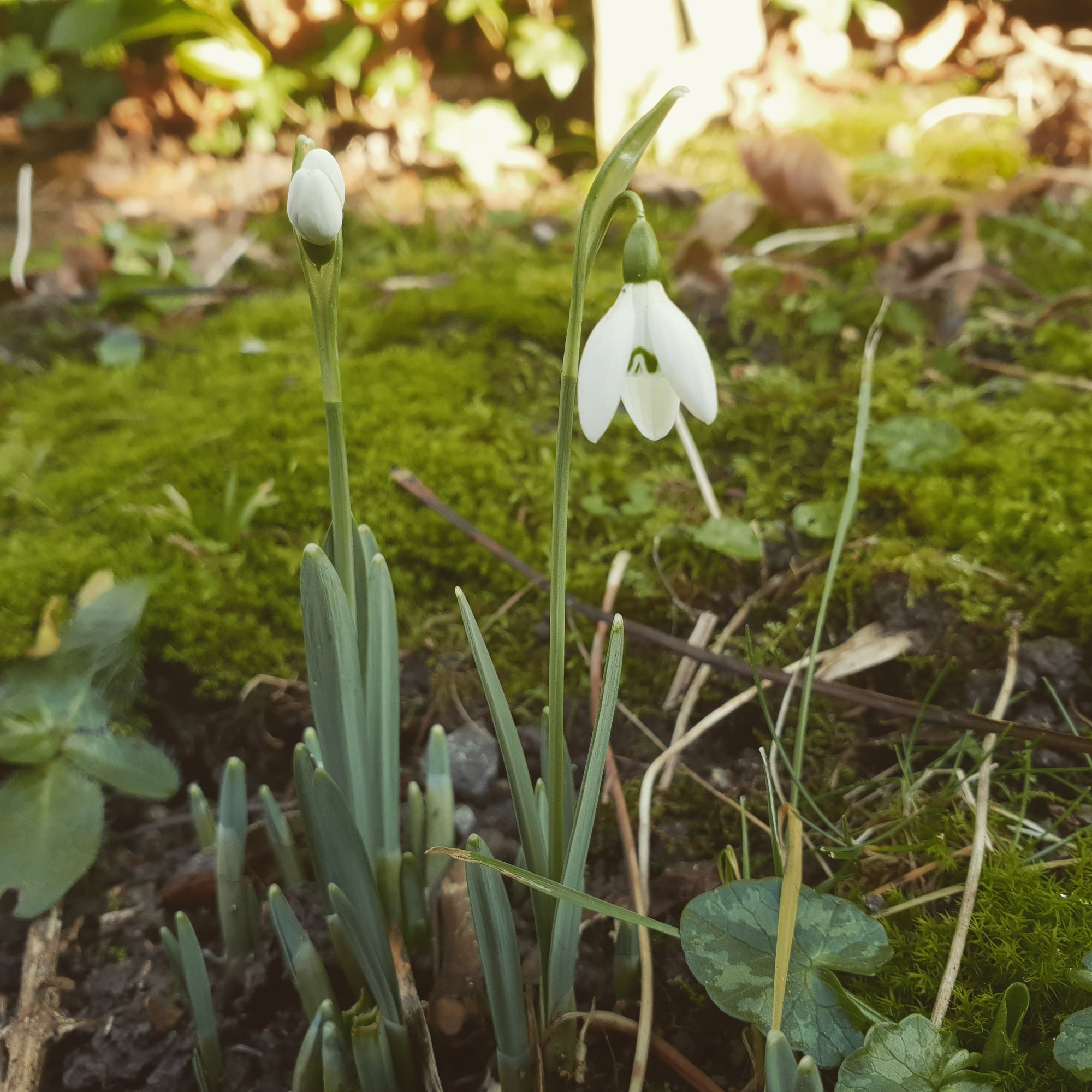 Late Winter on the Farm