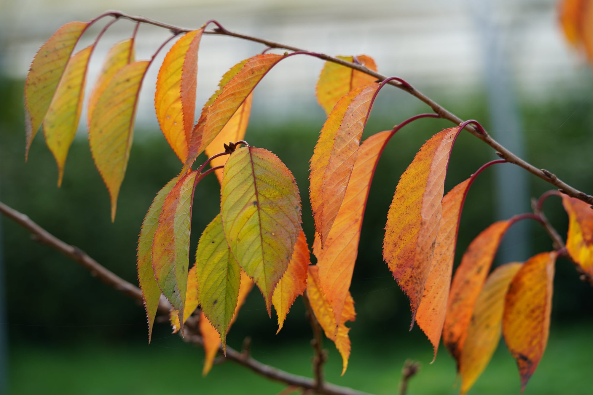 Late Autumn on the Farm