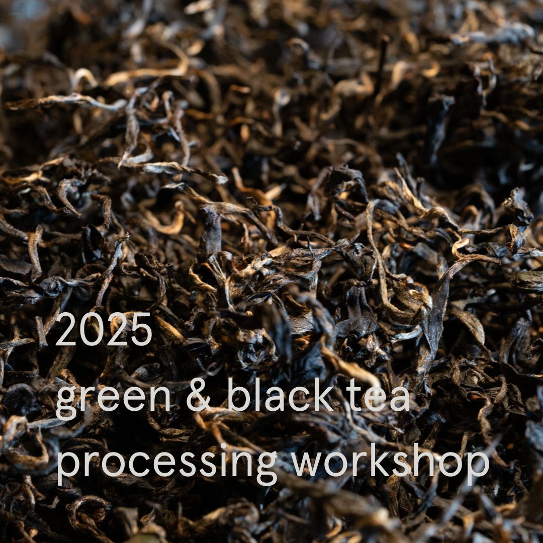 Green & Black Tea Picking & Processing Workshop – Peterston Tea