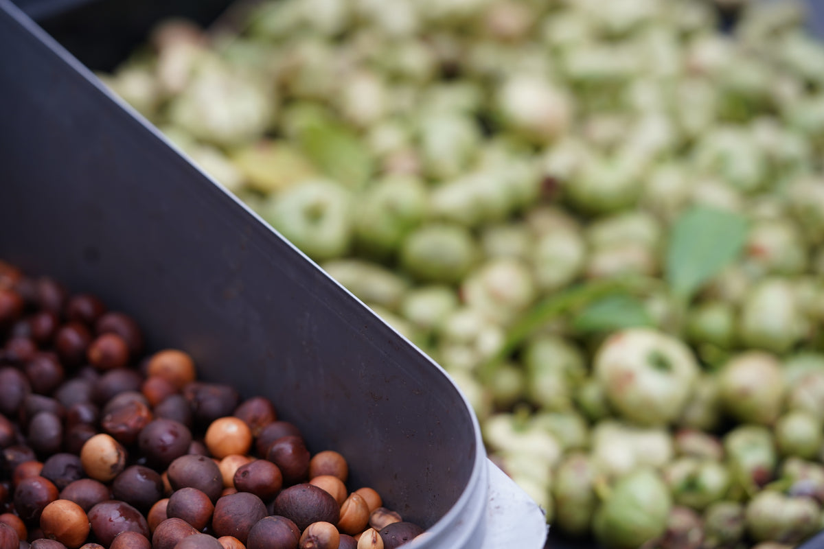 Close-up of tea seeds both hulled and also fresh from the tea plant