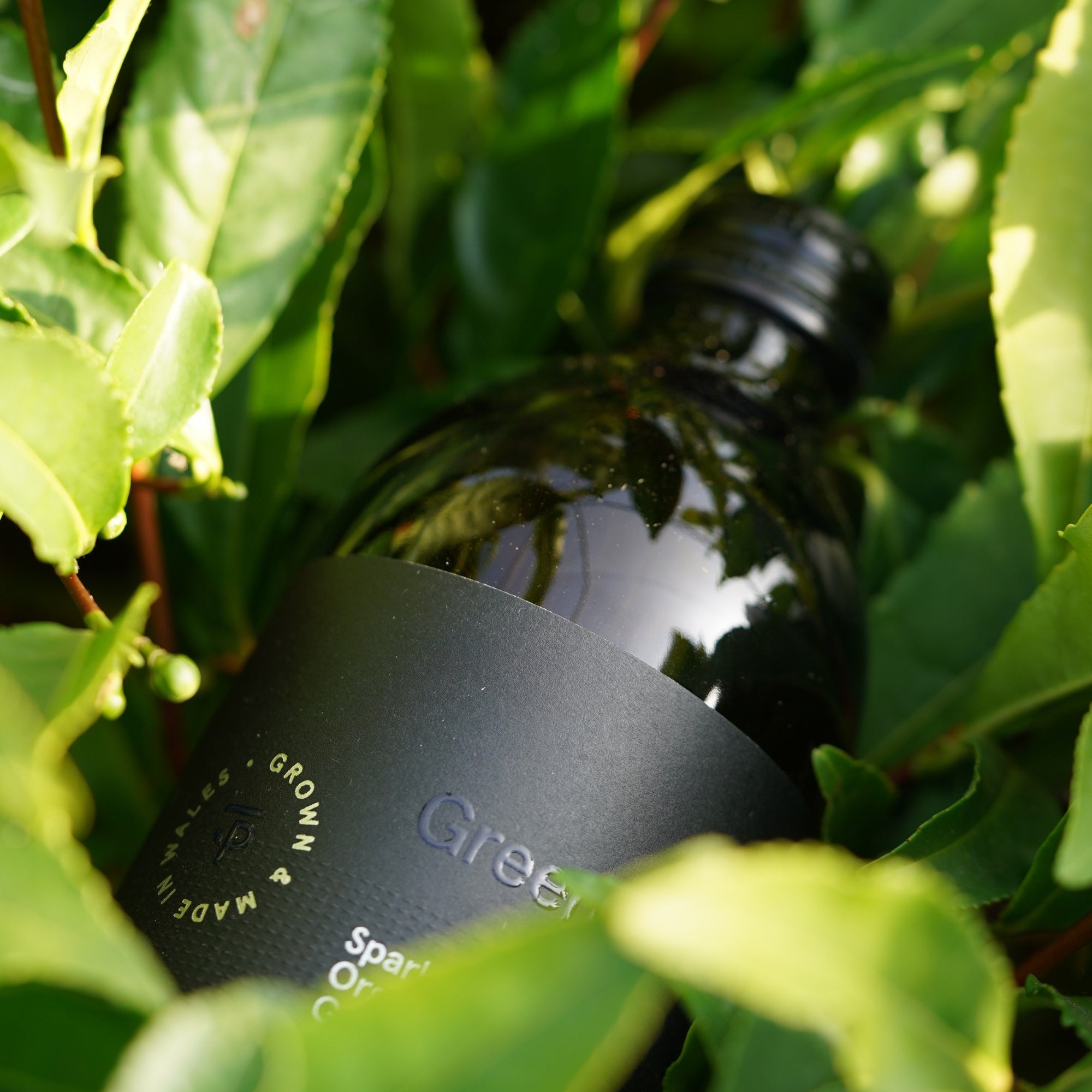 A dark glass bottle of Peterston Tea Organic Green Sparkling Tea Kombucha nestled in fresh tea leaves