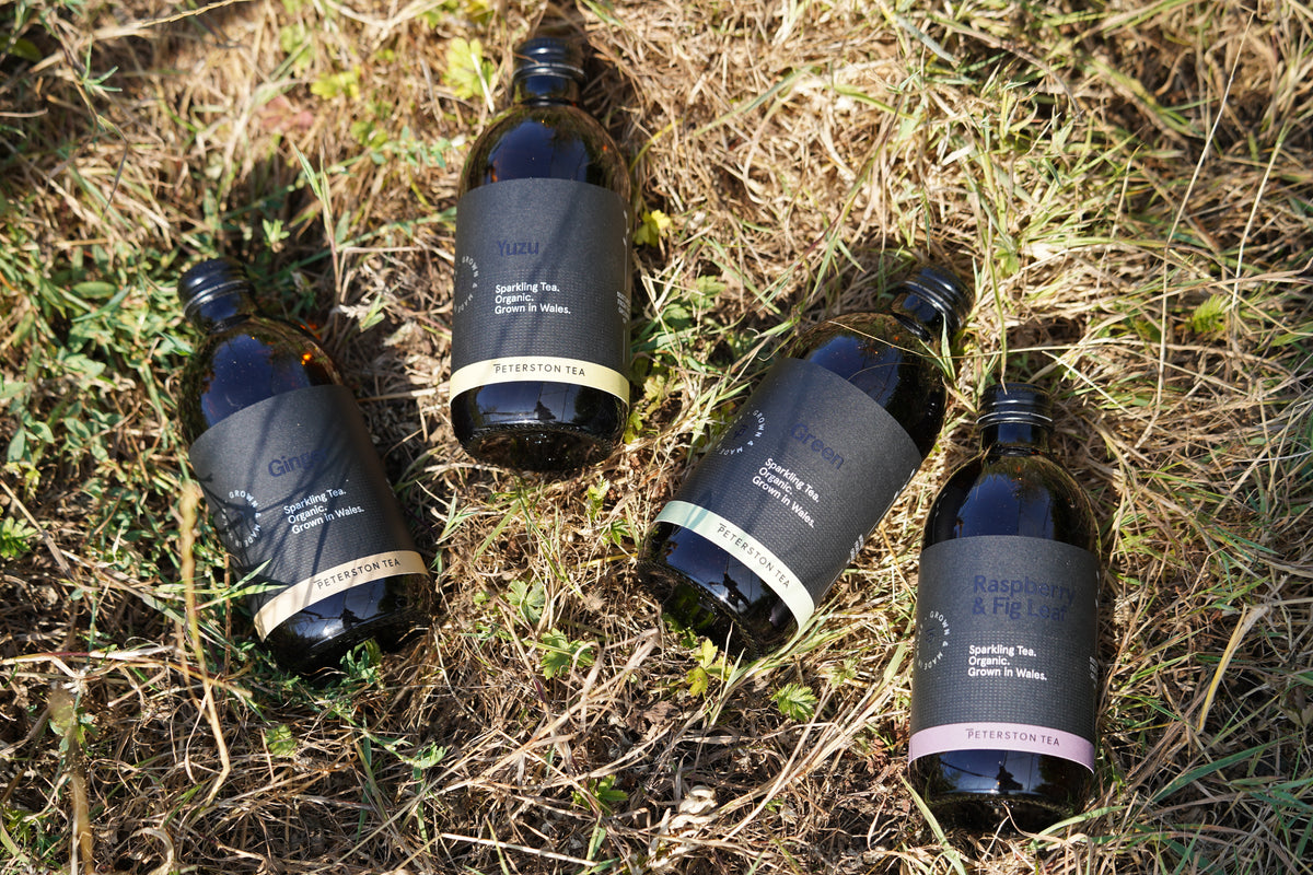 Four dark glass bottles of sparkling tea with black labels lying on grass and outdoors. The labels show different flavor names including Ginger, Yuzu, Green, and Raspberry & Fig Leaf.