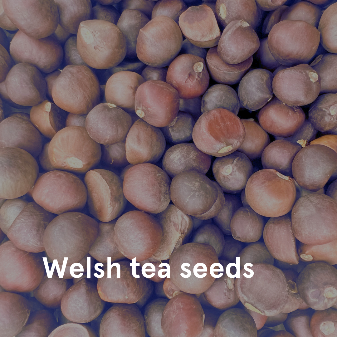 Close-up of Welsh tea seeds