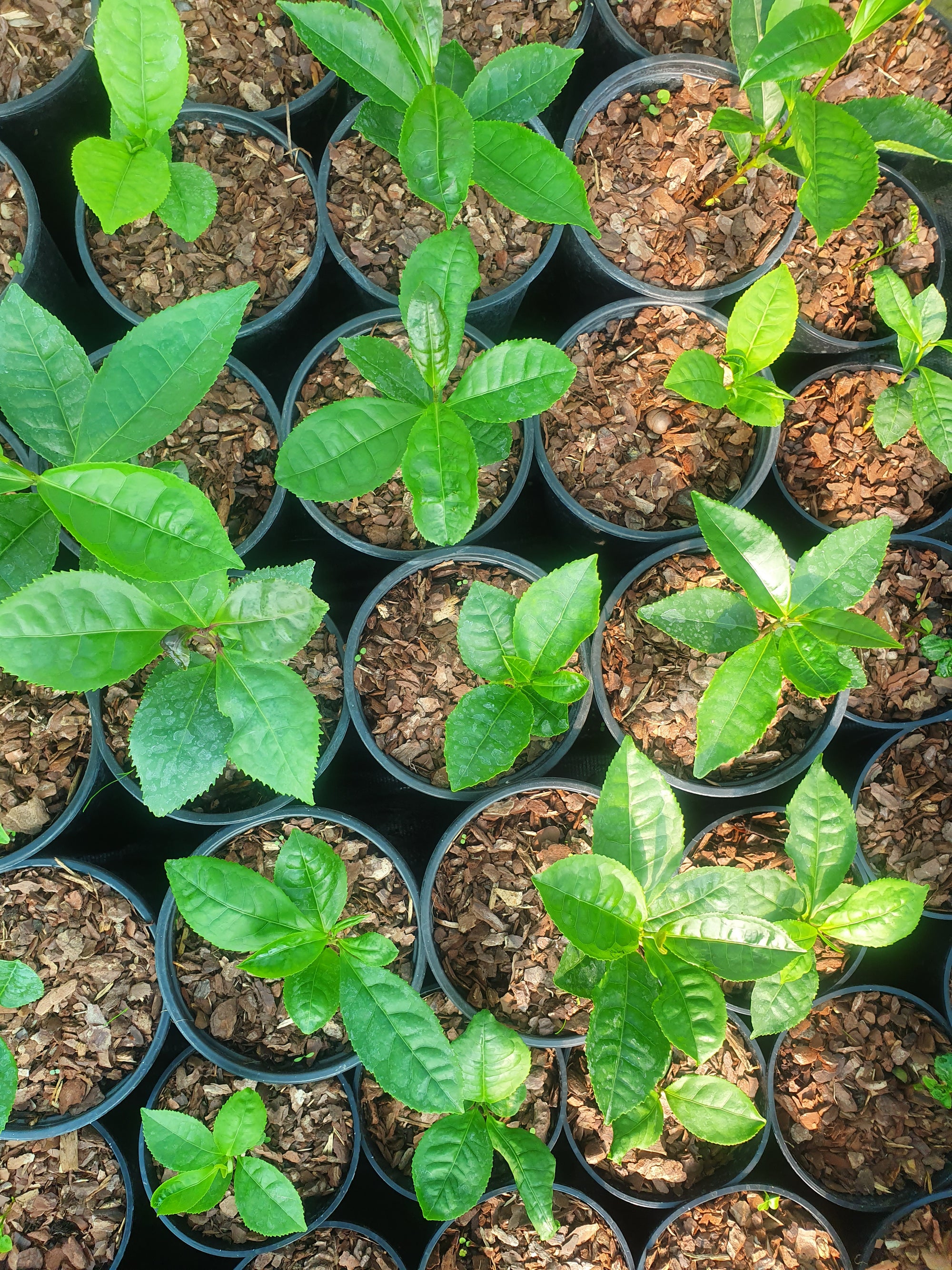 Row of small potted plants in a nursery setting