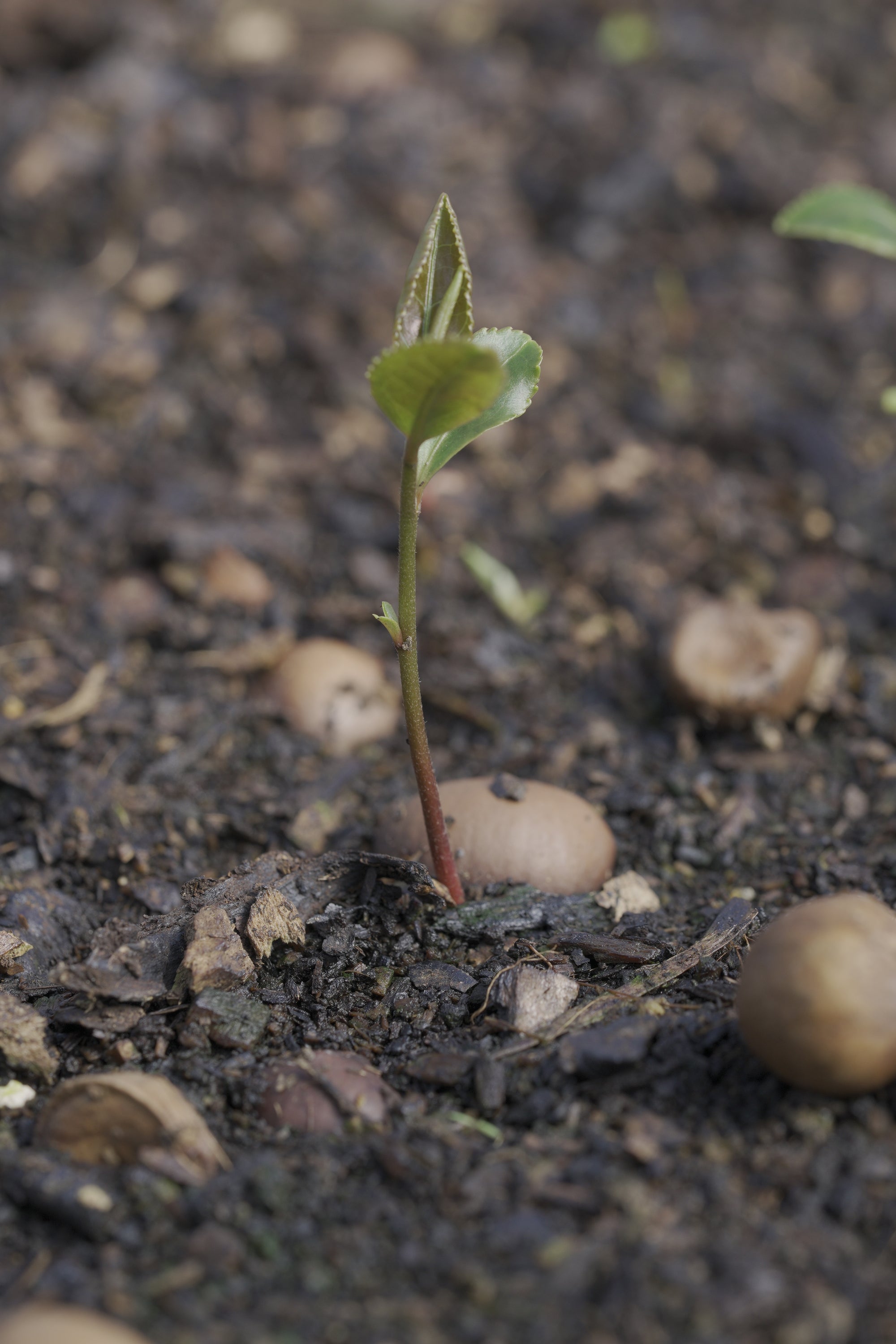 Picture of a young tea seedling